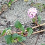 Abronia umbellata Habit