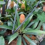 Guzmania conifera Floare