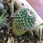 Mammillaria winterae Leaf