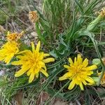 Scorzonera austriaca Flower