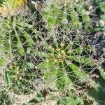 Echinopsis oxygona Hoja