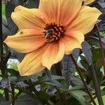 Dahlia × cultorumFlor