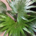 Livistona chinensis Folha