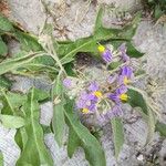 Solanum lanceolatum 花