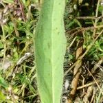 Hieracium buglossoides