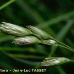 Danthonia decumbens Gyümölcs