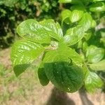 Prunus × fruticans Leaf