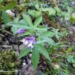 Cardamine pentaphyllos 花