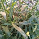 Senecio brasiliensis Hoja