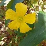 Luffa cylindrica Flower