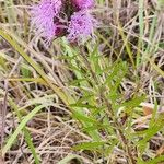 Liatris aspera Flower