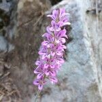 Francoa appendiculata Цвят