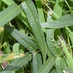 Vigna vexillata Folha