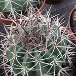 Melocactus matanzanus 葉