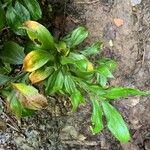 Ruscus hypoglossum Blad