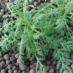 Achillea odorata Blad