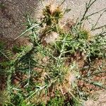 Galactites duriaei Likasa