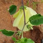 Hibiscus lunariifolius Hábito