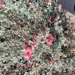 Sphaeralcea ambigua Flor