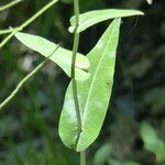 Turritis brassica Leaf