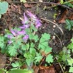 Corydalis solida 叶