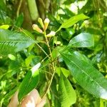 Syzygium aromaticum Hábitos