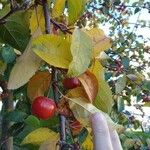 Malus sylvestris Fruit