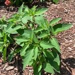 Physalis angulata Blatt