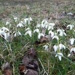 Galanthus plicatus ᱛᱟᱦᱮᱸ