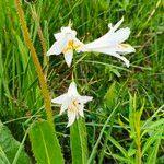 Paradisea liliastrum Flower