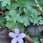 Geranium asphodeloides 葉