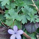 Geranium asphodeloides Ліст