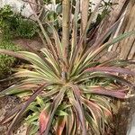 Agave demeesteriana Leht