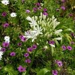 Agapanthus africanus Flower