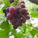 Vitis viniferaFruit