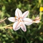 Asphodelus macrocarpus Blüte