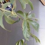 Passiflora caerulea Φύλλο