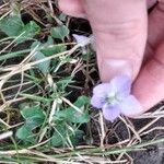 Viola bicolor Flor