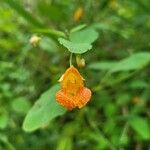 Impatiens capensis Fleur