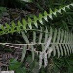 Serpocaulon maritimum Leaf