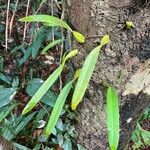 Bulbophyllum longiflorum ഇല