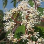 Holodiscus discolor Fleur