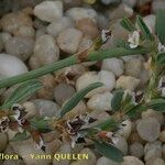 Polygonum raii 形態