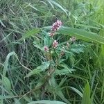 Persicaria maculosaFlower