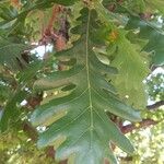Quercus frainetto Levél