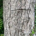 Acer pseudoplatanus 樹皮