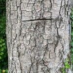 Acer pseudoplatanus Ekosanga