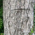 Acer pseudoplatanus Bark