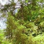 Picea brachytyla Hábito