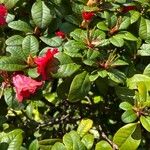 Rhododendron forrestii Blad